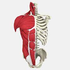 Anatomy final.torsostudy by quackamos on deviantart. 3d Human Male Torso Model Turbosquid 1213820