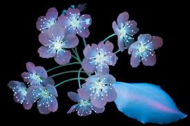 Natural glow in the dark flowers. Pictures Flowers Glow Under Uv Induced Visible Fluorescence