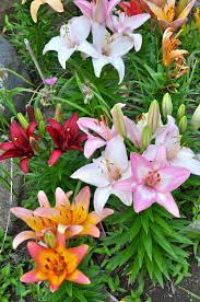 Tips For Growing Beautiful Lilies Growing Lilies Flower Garden Beautiful Flowers