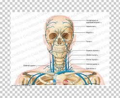 Maybe you would like to learn more about one of these? Internal Jugular Vein Head And Neck Anatomy Png Clipart Anatomy Arm Artery Bone Circulatory System Free