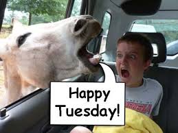 Feb 10, 2021 · positive friday quotes to inspire you. Animals With Quotes About Tuesday Quotesgram