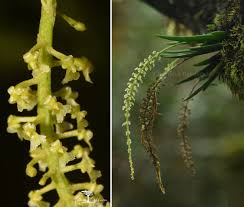 Image result for Oberonia