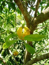 Abiu is commonly propagated by seed; Buah Abiu Australian Sapodilla Pouteria Caimito Http Plantasianursery Org Our Plants Php Fruit Trees Fruit Plants Tropical Fruits