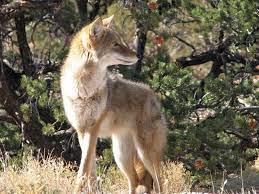 The lights will turn on whenever. Best Coyote Deterrents Repellents Protecting Your Dog From Coyotes