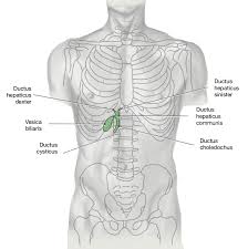 Quizlet is the easiest way to study, practise and master what you're learning. Gallbladder Vesica Billiaris Dornheim Anatomy