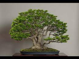 A selection of quality maples. Shishigashira Japanese Maple Lions Head Youtube