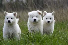 Használt tündéri plüss svájci fehér juhász kutya,kutyus. Svajci Feher Juhaszkutya Fajtaleiras Kepek Es Tanacsok