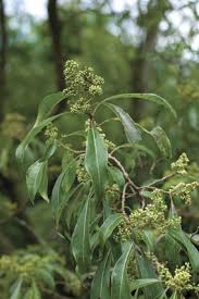 Image result for Xyris natalensis