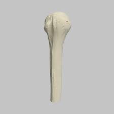 Image result for Humerus Bone