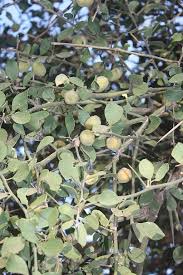 Image result for Balanites