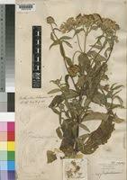 Image result for Bothriocline longipes