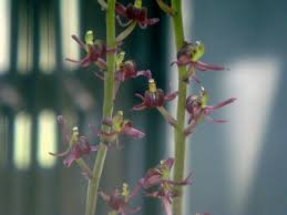 Image result for Liparis nervosa