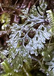 Image result for Hymenophyllum tunbridgense