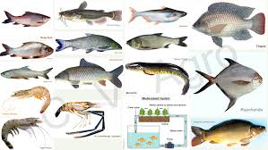 The Ultimate Guide On How To Start Fish Farming