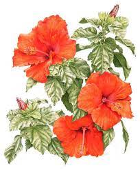 Coloured Pencil Work Botanical Drawings Flower Drawing Hibiscus Flower Drawing