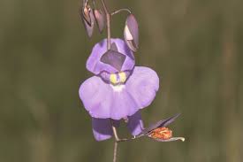 Image result for Utricularia sp.no.1