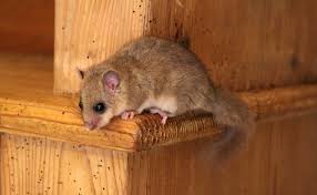 Loir, petit rongeur parfois envahissant