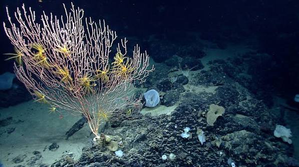 Biome: Deep sea floors biome - Global Ecosystem Typology