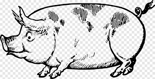 Um korrekte proportionen der beine zu erreichen, müssen wir zuerst die höhe des bodens ermitteln. Schweinezeichnung Leicht Gemacht Ein Hilfreiches Buch Fur Junge Kunstler Die Art Und Weise Wie Sie Ihre Skizzen Beginnen Und Beenden Konnen Schritt Fur Schritt Strichzeichnungen Kreative Spitze Tiere Kunst Png Pngegg