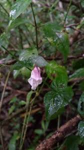 Image result for Isoglossa