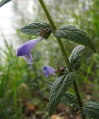 Image result for Scutellaria schweinfurthii