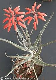 Image result for Aloe ballii