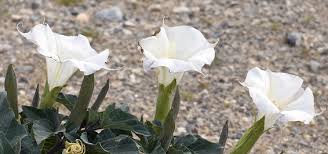 Image result for Datura