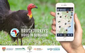 Maybe you would like to learn more about one of these? Brush Turkeys In Suburbia There S An App For That The University Of Sydney