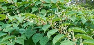 It is native to east asia in japan, china and korea. Aanpak Japanse Duizendknoop Kost Een Duit