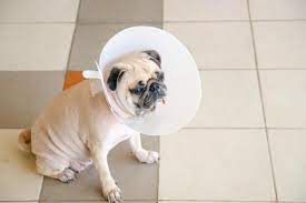 How To Dry Up A Dog S Milk Supply Remedies And Advice