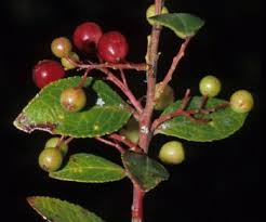 Image result for Vaccinium madagascariense