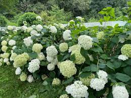 How To Keep Your Hydrangeas Upright (And Fix The Ones That Flop!) -  Dengarden