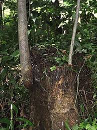 Image result for Antiaris