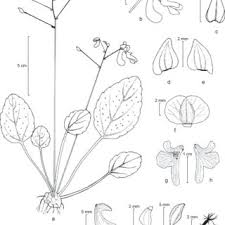 Image result for Cola clavata