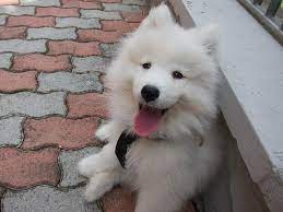 Below is a sample search of our samoyed breeders with puppies for sale. Pennysaver Akc Registered Superb Samoyed Puppies For Sale In Sacramento California Usa
