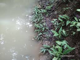 Maybe you would like to learn more about one of these? Java Fern Microsorum Pteropus The Ultimate Care Guide Bya