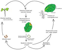 plant pathology wikipedia