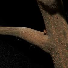 Image result for Pseudospondias