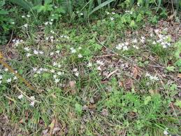 Image result for Ornithogalum flexuosum