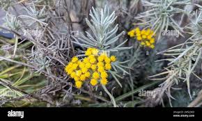 Image result for Helichrysum helvolum