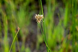 Image result for Fuirena bullifera