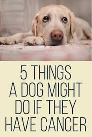 The goal here is early detection of any tumors that could be associated with cancer. 5 Things A Dog Might Do If They Have Cancer Dogs Dog Care Puppies