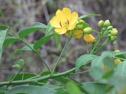 Image result for Senna septemtrionalis