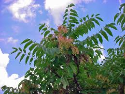 Variety of Life: Simaroubaceae