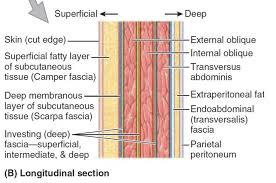 Scarpa S Fascia Or Stratum Membranosum Abdominis Is The Deep Membranous Layer Of Superficial Fascia Of The Anterior Abdominal Wall Abdomen Deep Fascia Layers