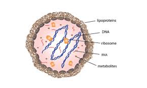 Image result for Mycoplasma