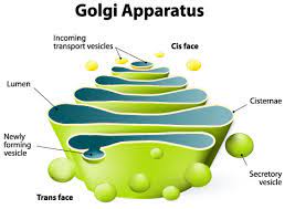 Golgi Apparatus Facts All You Need To Know Coolaboo Education Site