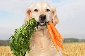human food for dogs what can dogs eat