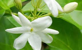 Women into special traditional dance form such as bharatanatyam also use jasmine and kanagambharam strings for hair decoration. Flowers That Possess Incredible Benefits For Hair Growth