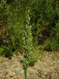 Image result for Glyceria